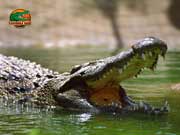 The largest crocodile in Europe