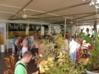 Ness Beach Club Bar Magaluf